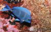 Filename=bluefish.jpg
Filesize=87KB
Dimensions=600x389
Date added=Dec 20, 2009 bluefish.jpg