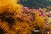 Filename=kelpfish.jpg
Filesize=85KB
Dimensions=750x504
Date added=Dec 20, 2009 kelpfish.jpg