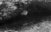 Filename=peeking.jpg
Filesize=39KB
Dimensions=600x389
Date added=Dec 20, 2009 peeking.jpg