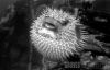 Filename=puffer.jpg
Filesize=38KB
Dimensions=600x389
Date added=Dec 20, 2009 puffer.jpg