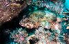 Filename=rockfish.jpg
Filesize=82KB
Dimensions=600x389
Date added=Dec 20, 2009 rockfish.jpg