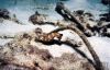 Filename=seahorse.jpg
Filesize=66KB
Dimensions=600x389
Date added=Dec 20, 2009 seahorse.jpg