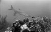 Filename=tarpon.jpg
Filesize=43KB
Dimensions=600x389
Date added=Dec 20, 2009 tarpon.jpg